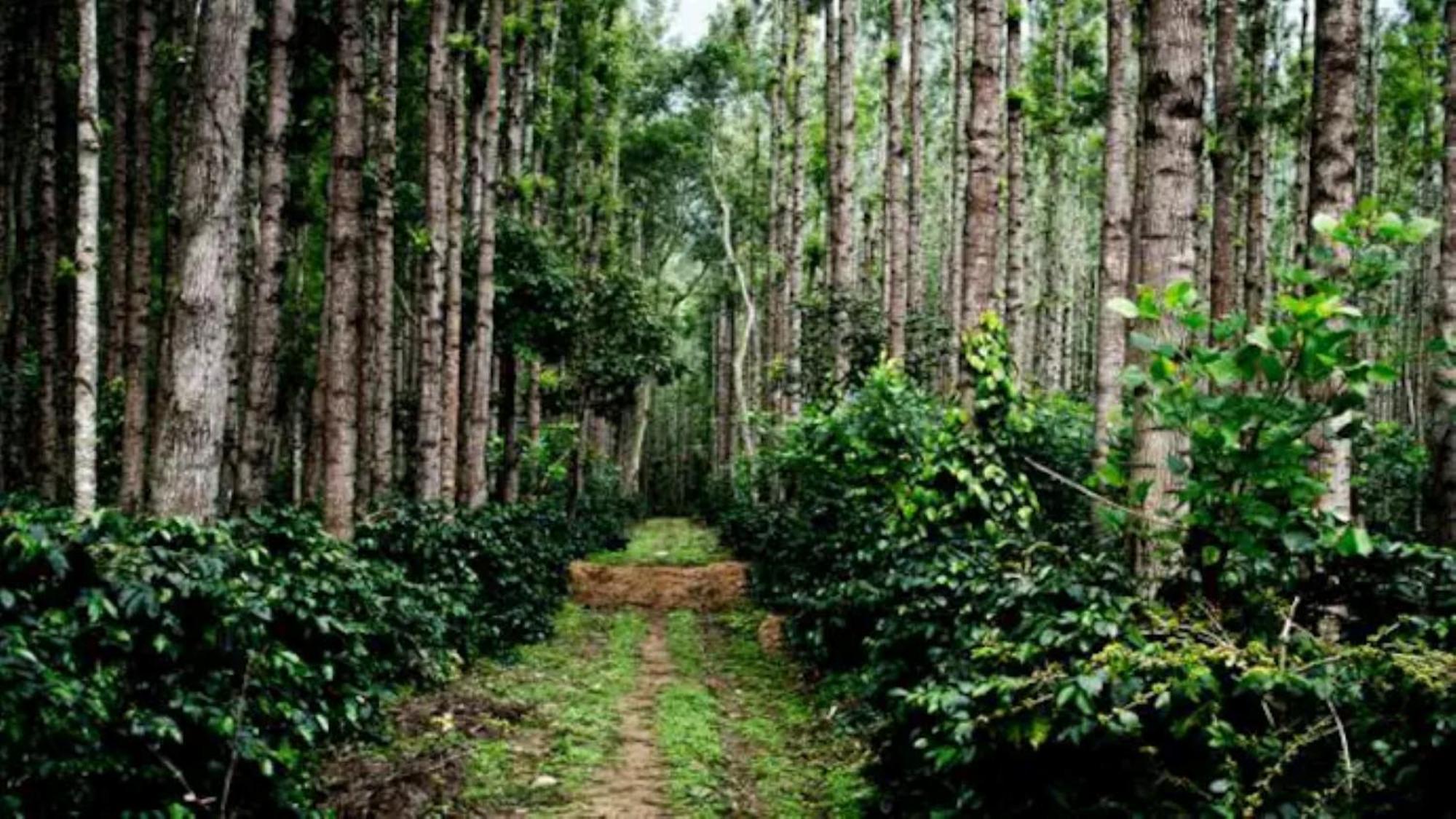 Coorg Mystere - Luxury Homestay *